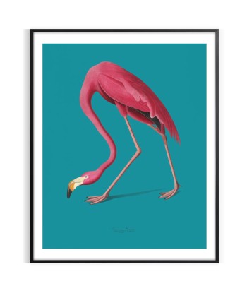 Affiche Animalier Flamant Rose pas cher