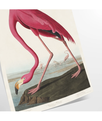 Affiche Faune Flamant Rose 1 vente chaude votre 